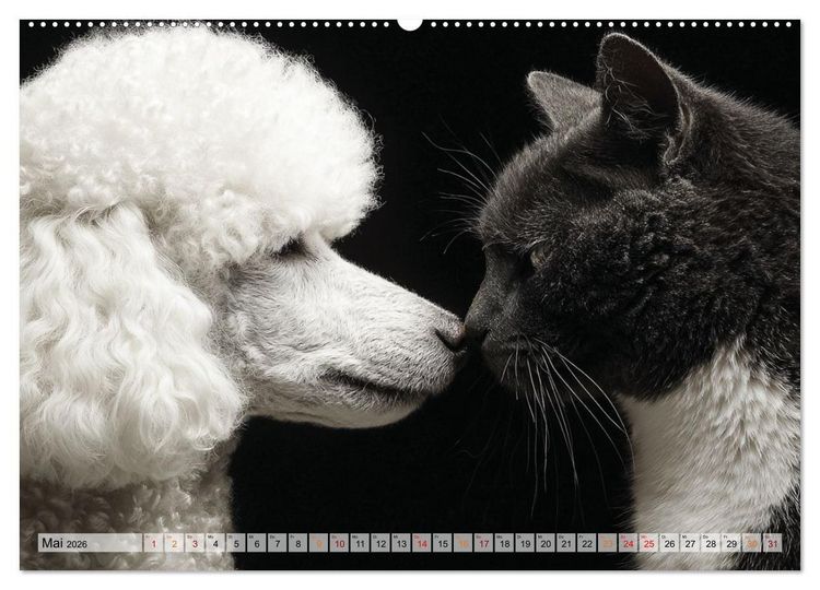 Produktbild: Hund und Katze - Tierische Freunde (Wandkalender 2026 DIN A2 quer), CALVENDO Monatskalender