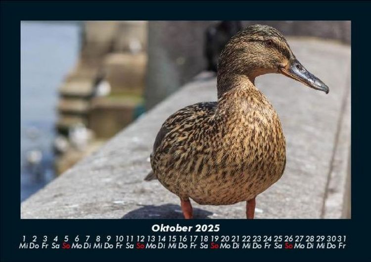 Produktbild: Enten 2025 Fotokalender DIN A5