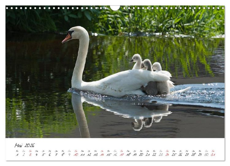 Produktbild: Ein Jahr mit den Schw&auml;nen (Wandkalender 2026 DIN A3 quer), CALVENDO Monatskalender