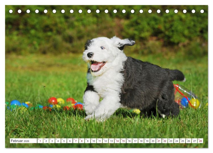 Produktbild: In der Kinderstube bei Familie Bobtail (Tischkalender 2026 DIN A5 quer), CALVENDO Monatskalender