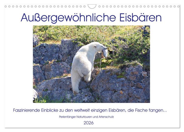 Produktbild: Das Leben der etwas "anderen" Eisb&auml;ren! (Wandkalender 2026 DIN A3 quer), CALVENDO Monatskalender
