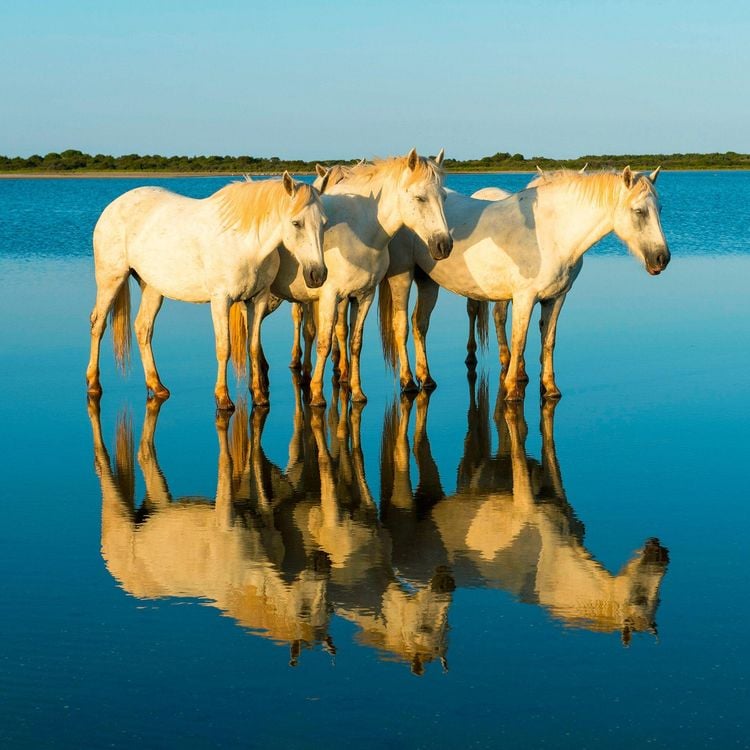 Produktbild: Magic Horses 2027