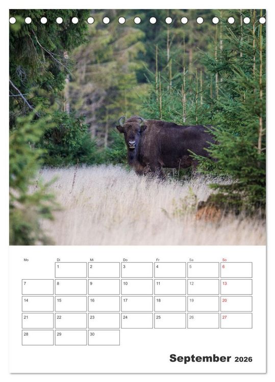 Produktbild: Wittgenstein &ndash; Eine Region mit beeindruckend sch&ouml;ner Landschaft (Tischkalender 2026 DIN A5 hoch), CALVENDO Monatskalender