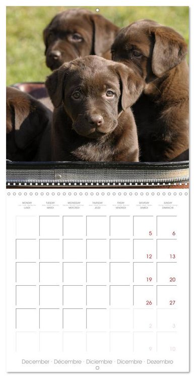 Produktbild: Labrador Retriever Puppies (Wall Calendar 2026 12 &times; 12 Inch) CALVENDO 12 Month Wall Calendar