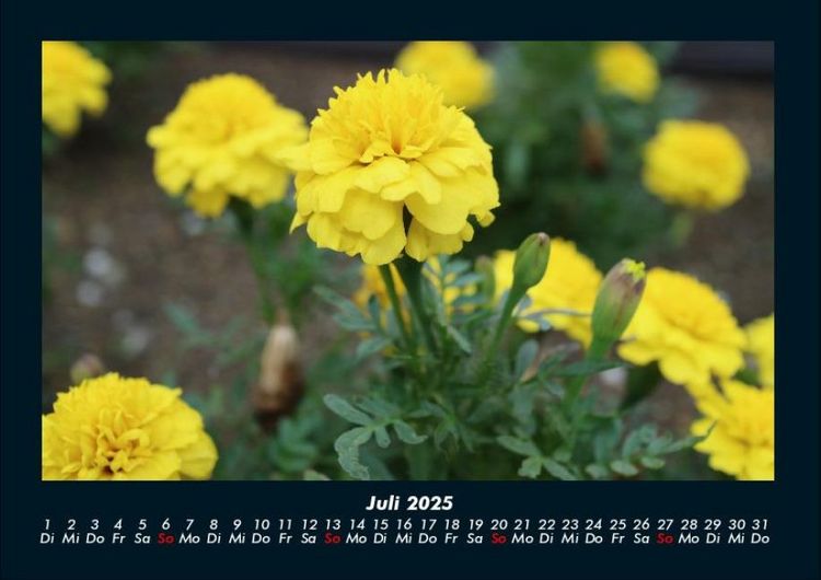 Produktbild: Blumen & Pflanzen 2025 Fotokalender DIN A4