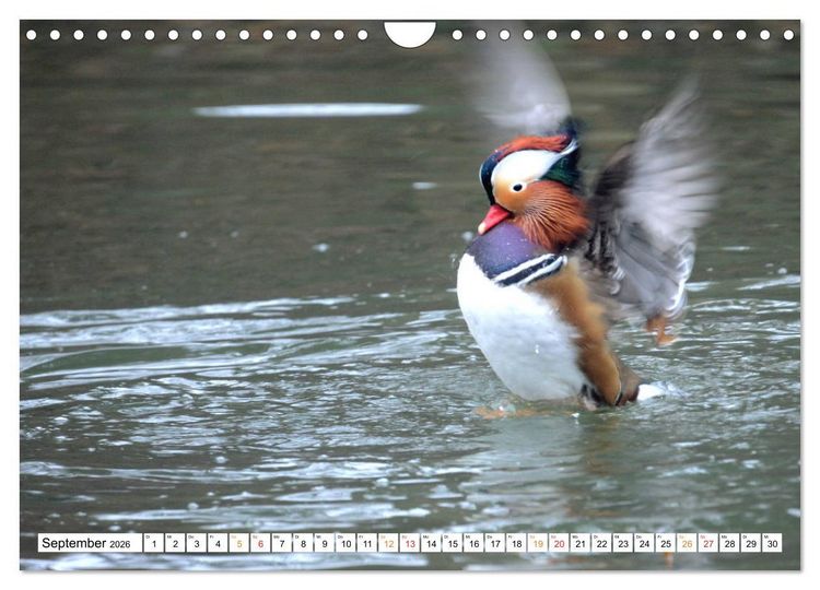 Produktbild: Mandarinenten, ein Farbtupfer auf allen Gew&auml;ssern. (Wandkalender 2026 DIN A4 quer), CALVENDO Monatskalender