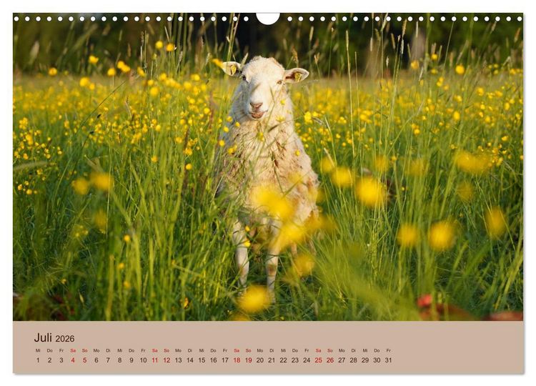 Produktbild: Bauernhoftiere - Von Klein bis Gro&szlig;, mit Fell und mit Federn. (Wandkalender 2026 DIN A3 quer), CALVENDO Monatskalender