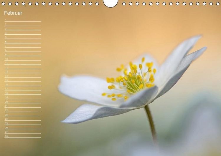 Produktbild: Nah ... N&auml;her ... MAKRO (Wandkalender immerw&auml;hrend DIN A4 quer)