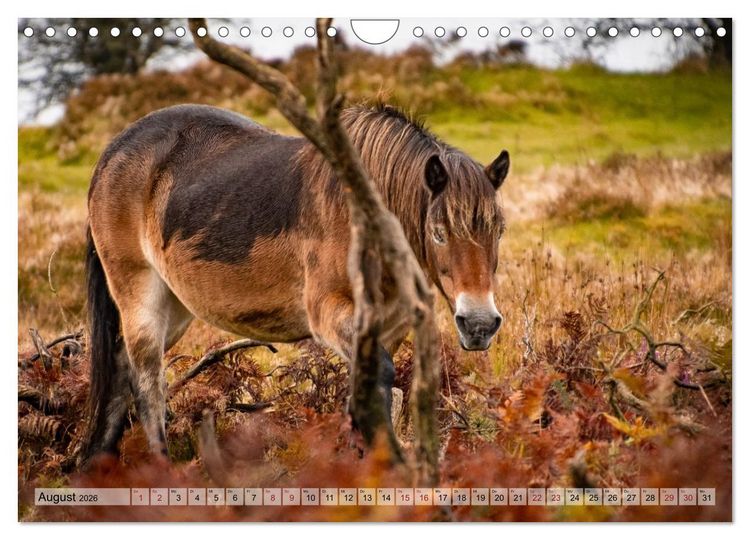 Produktbild: Wildperde - die Magie der Natur (Wandkalender 2026 DIN A4 quer), CALVENDO Monatskalender