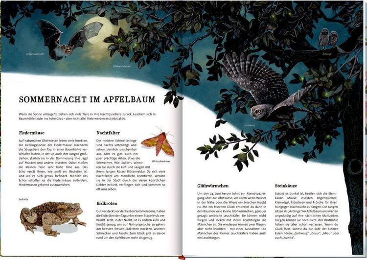 Produktbild: Das gro&szlig;e Buch vom Apfelbaum