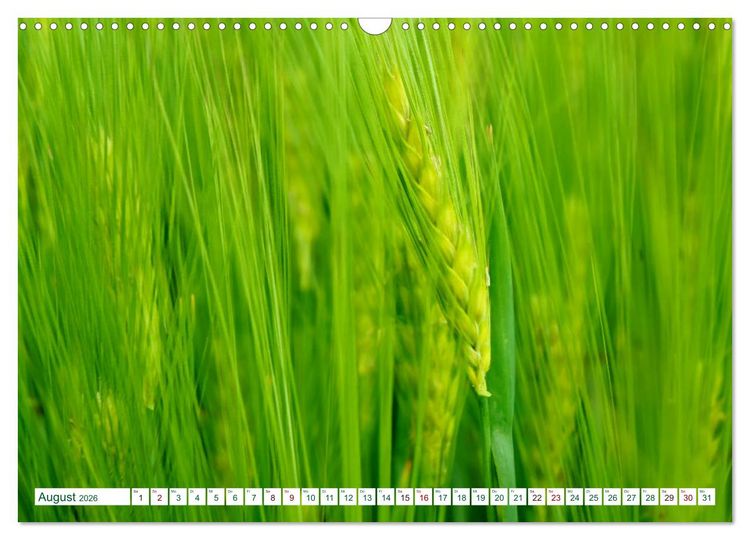 Produktbild: GR&Uuml;N . Die Kraft der Natur (Wandkalender 2026 DIN A3 quer), CALVENDO Monatskalender