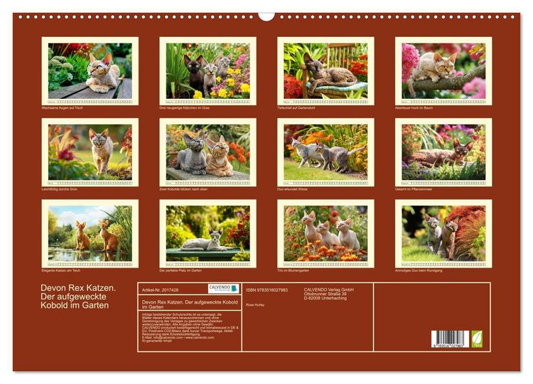 Produktbild: Devon Rex Katzen. Der aufgeweckte Kobold im Garten (Wandkalender 2026 DIN A2 quer), CALVENDO Monatskalender