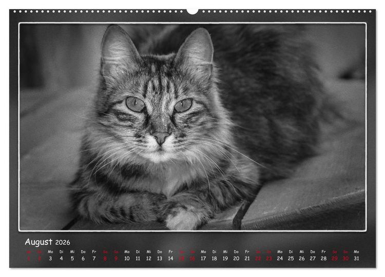 Produktbild: Tieren ins Gesicht geschaut (hochwertiger Premium Wandkalender 2026 DIN A2 quer), Kunstdruck in Hochglanz
