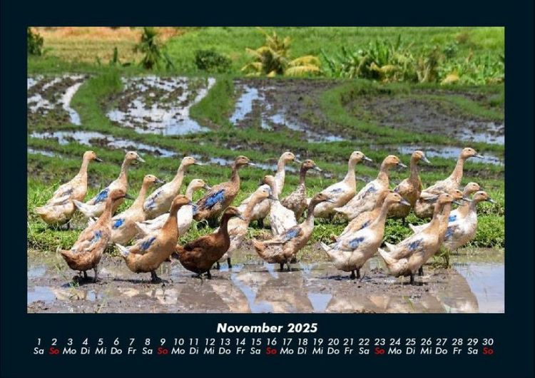 Produktbild: Enten 2025 Fotokalender DIN A4