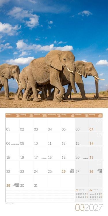 Produktbild: Elefanten Kalender 2027 - 30x30 - Art12