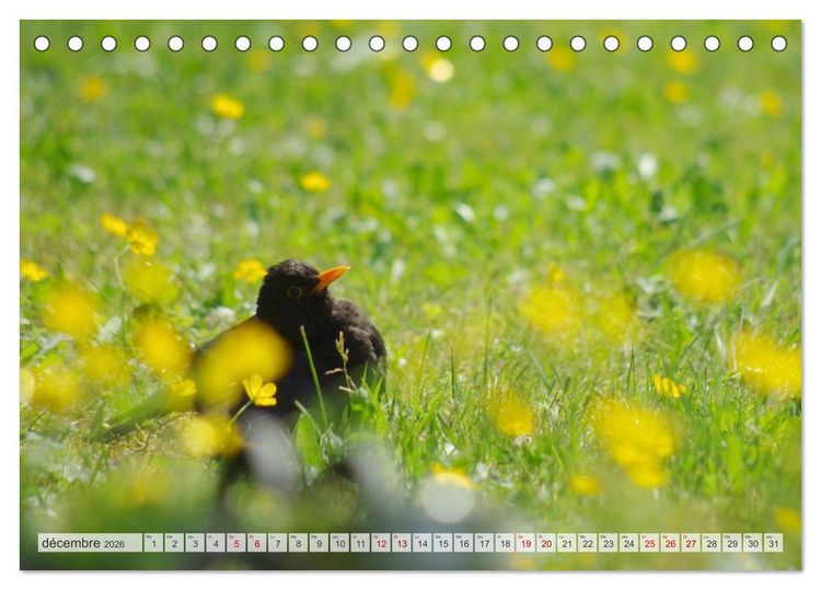 Produktbild: Oiseaux libres et sauvages (Calendrier de bureau 2026 DIN A5 vertical), CALVENDO calendrier mensuel