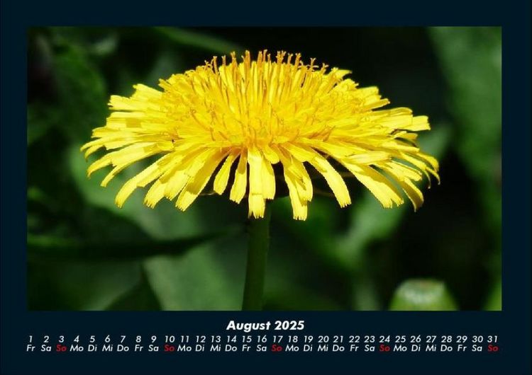 Produktbild: Blumentr&auml;ume 2025 Fotokalender DIN A4