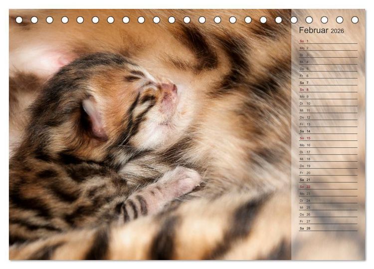 Produktbild: Die Bengalkatze. Edition Jungtiere (Tischkalender 2026 DIN A5 quer), CALVENDO Monatskalender