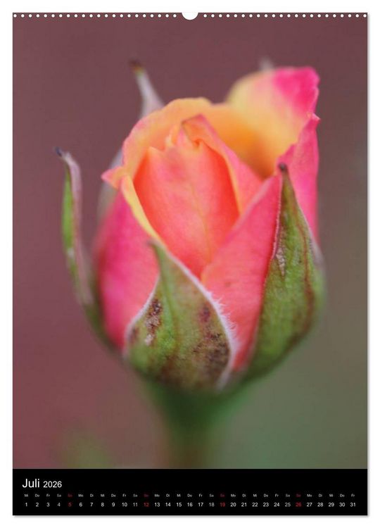 Produktbild: Zauberhafte Rosen (Wandkalender 2026 DIN A2 hoch), CALVENDO Monatskalender