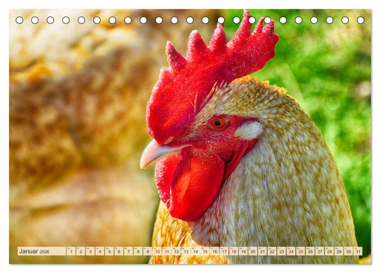 Produktbild: Charmante H&uuml;hner (Tischkalender 2026 DIN A5 quer), CALVENDO Monatskalender