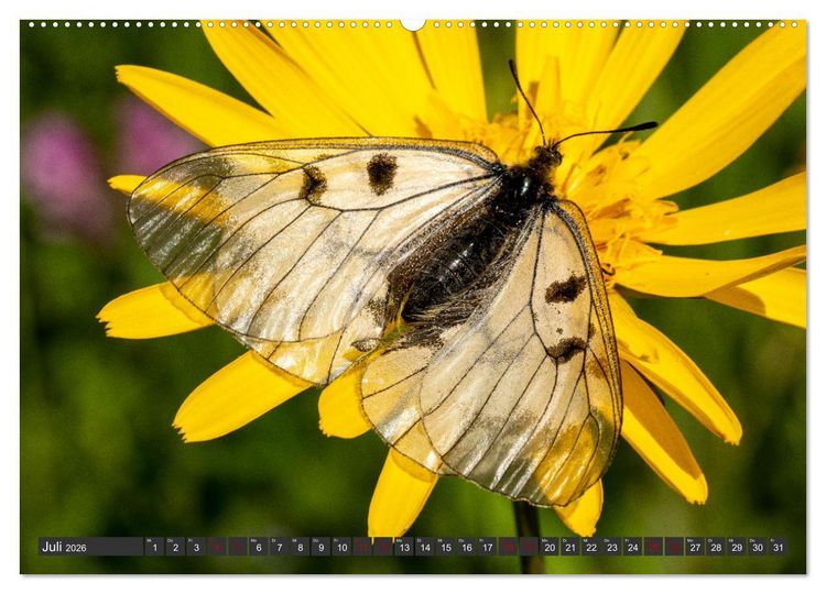 Produktbild: Natursch&auml;tze der S&uuml;dwestalb (hochwertiger Premium Wandkalender 2026 DIN A2 quer), Kunstdruck in Hochglanz