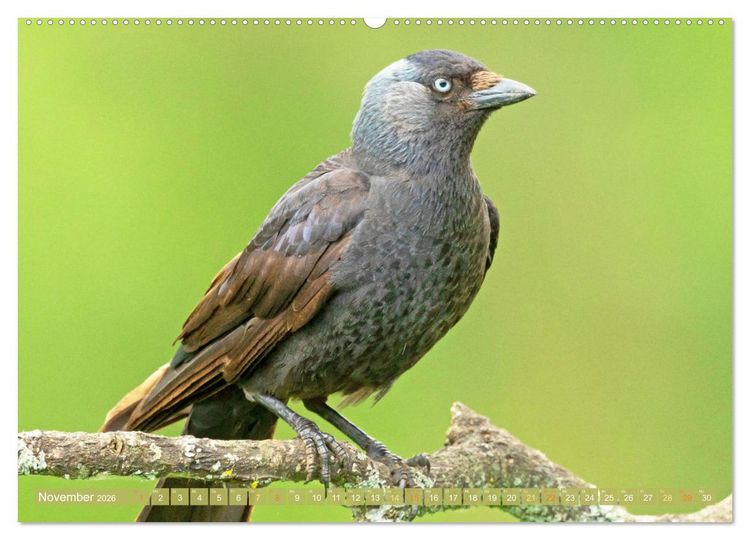 Produktbild: Rabenv&ouml;gel: Schwarz, schlau, sch&ouml;n (hochwertiger Premium Wandkalender 2026 DIN A2 quer), Kunstdruck in Hochglanz