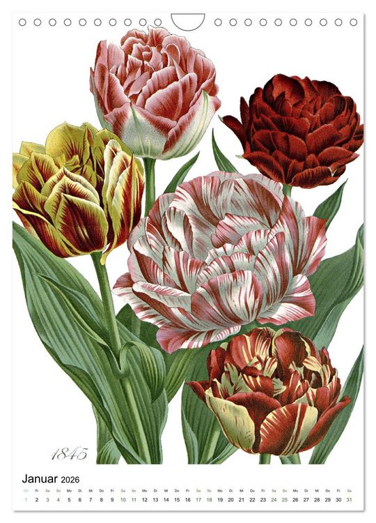 Produktbild: Tulpen - Jahr (Wandkalender 2026 DIN A4 hoch), CALVENDO Monatskalender