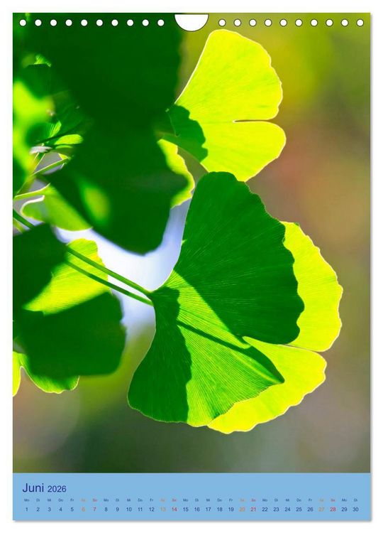 Produktbild: Ginkgo (Wandkalender 2026 DIN A4 hoch), CALVENDO Monatskalender