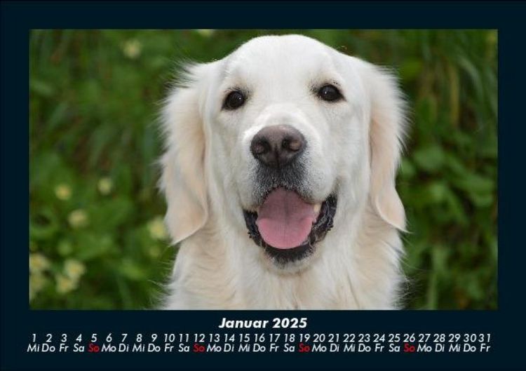 Produktbild: Der Hundekalender 2025 Fotokalender DIN A5