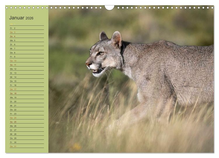 Produktbild: Wildlife S&uuml;damerika (Wandkalender 2026 DIN A3 quer), CALVENDO Monatskalender