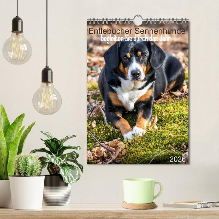 Produktbild: Entlebucher Sennenhunde begleiten Sie durch das Jahr (Wandkalender 2026 DIN A4 hoch), CALVENDO Monatskalender