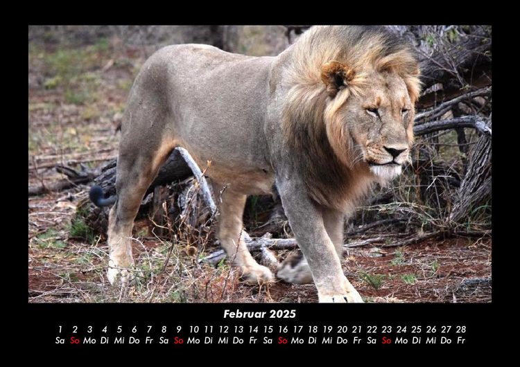 Produktbild: L&ouml;wen in der Wildnis 2025 Fotokalender DIN A3