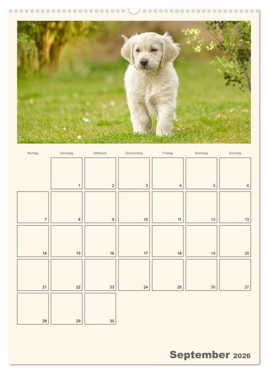 Produktbild: Zauberhafte Golden Retriever (hochwertiger Premium Wandkalender 2026 DIN A2 hoch), Kunstdruck in Hochglanz