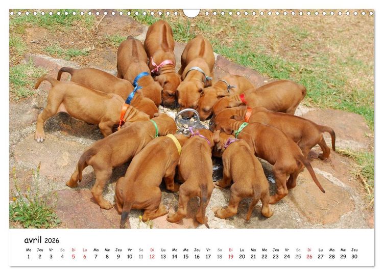 Produktbild: Chiots Rhodesian Ridgeback (Calendrier mural 2026 DIN A3 vertical), CALVENDO calendrier mensuel