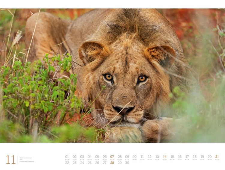 Produktbild: Afrika Gallery Kalender 2027