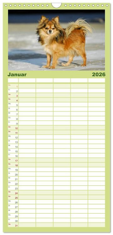 Produktbild: Familienplaner 2026 - Chihuahua - Kleine Hunde ganz gro&szlig; mit 5 Spalten (Wandkalender, 21 x 45 cm) CALVENDO