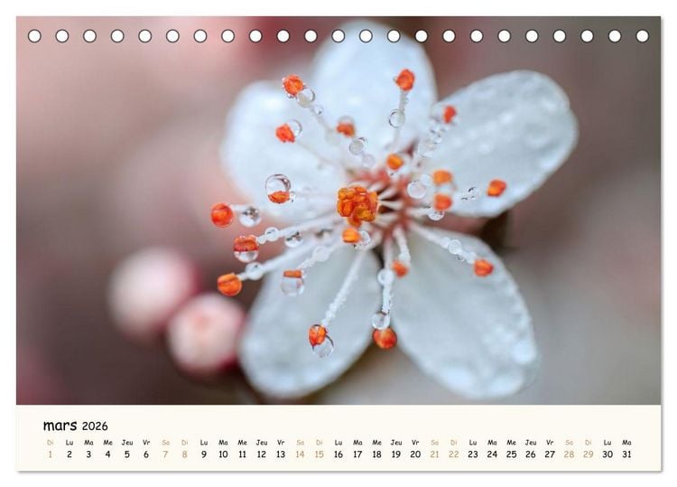 Produktbild: Au c&oelig;ur des fleurs (Calendrier de bureau 2026 DIN A5 vertical), CALVENDO calendrier mensuel