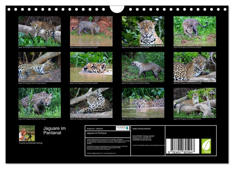 Produktbild: Jaguare im Pantanal (Wandkalender 2026 DIN A4 quer), CALVENDO Monatskalender
