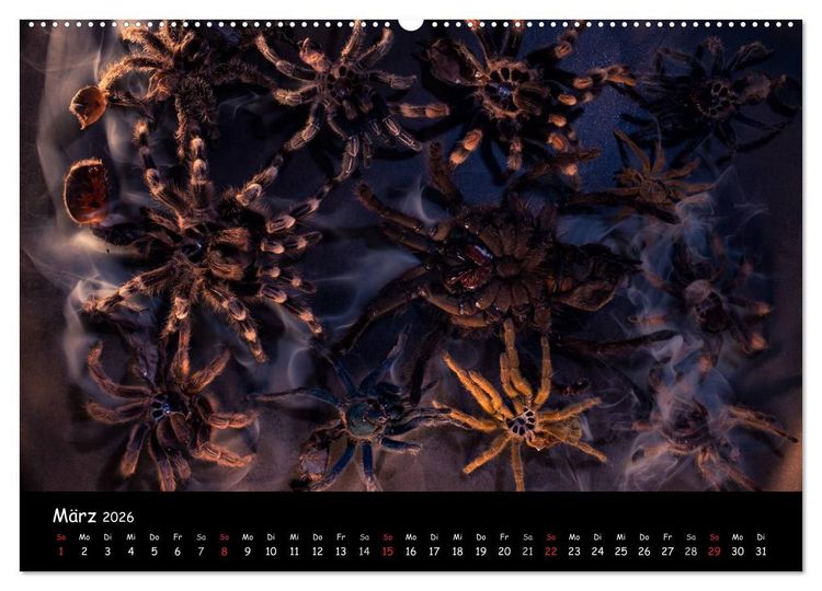 Produktbild: Mystische Vogelspinnen (Wandkalender 2026 DIN A2 quer), CALVENDO Monatskalender