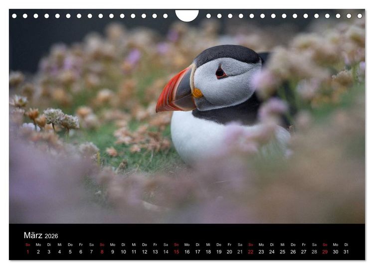 Produktbild: Papageientaucher 2026 (Wandkalender 2026 DIN A4 quer), CALVENDO Monatskalender