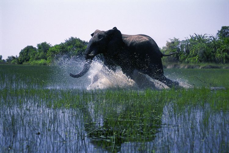 Produktbild: African Safari