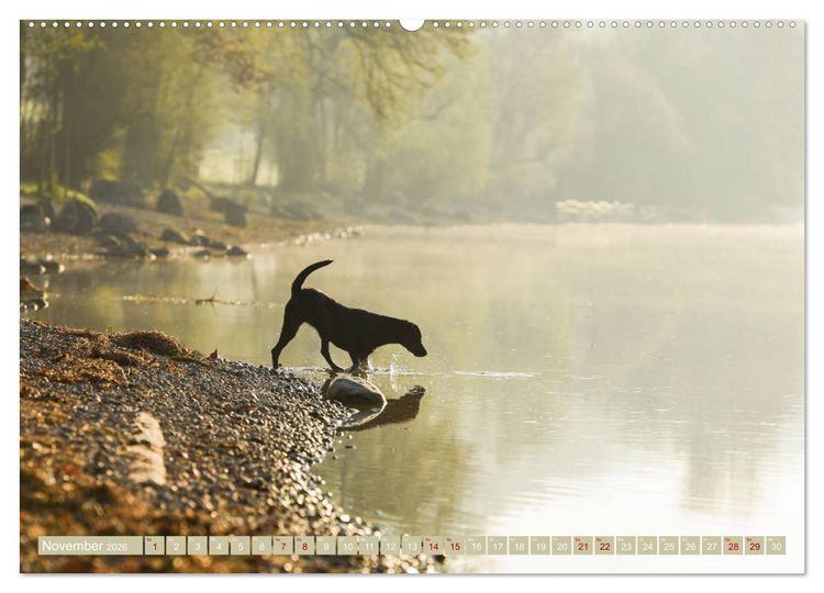 Produktbild: Labrador Trio - 3 Farben, 3 Freunde (hochwertiger Premium Wandkalender 2026 DIN A2 quer), Kunstdruck in Hochglanz