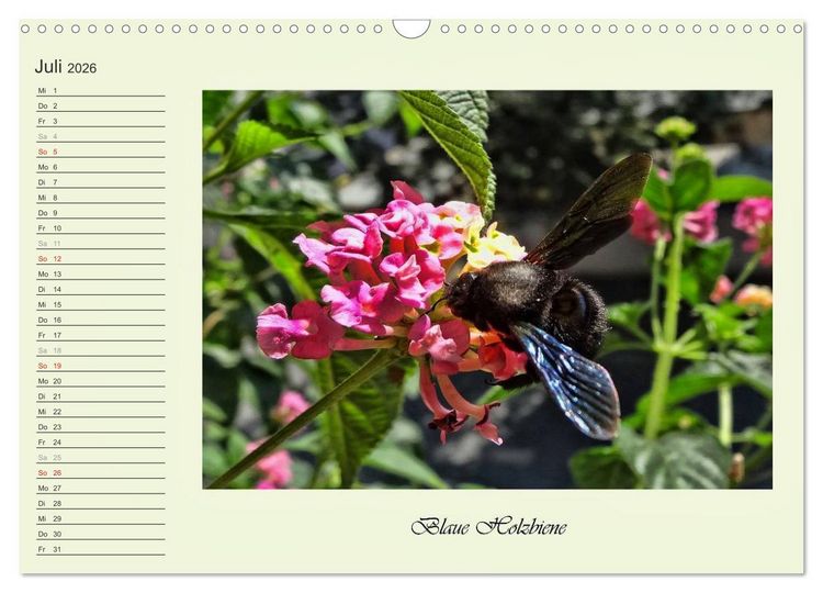 Produktbild: Blaue Holzbiene &ndash; Hummel &ndash; und Taubenschw&auml;nzchen. (Wandkalender 2026 DIN A3 quer), CALVENDO Monatskalender