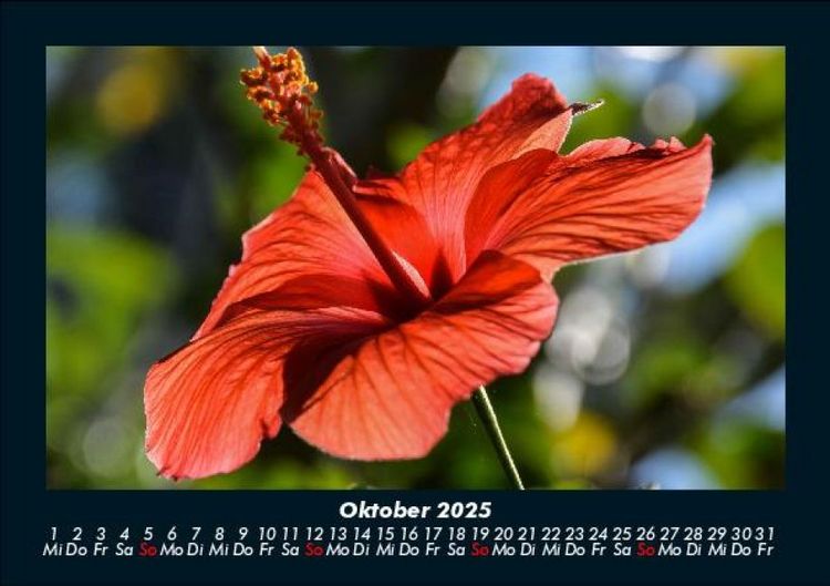Produktbild: Blumentr&auml;ume 2025 Fotokalender DIN A5