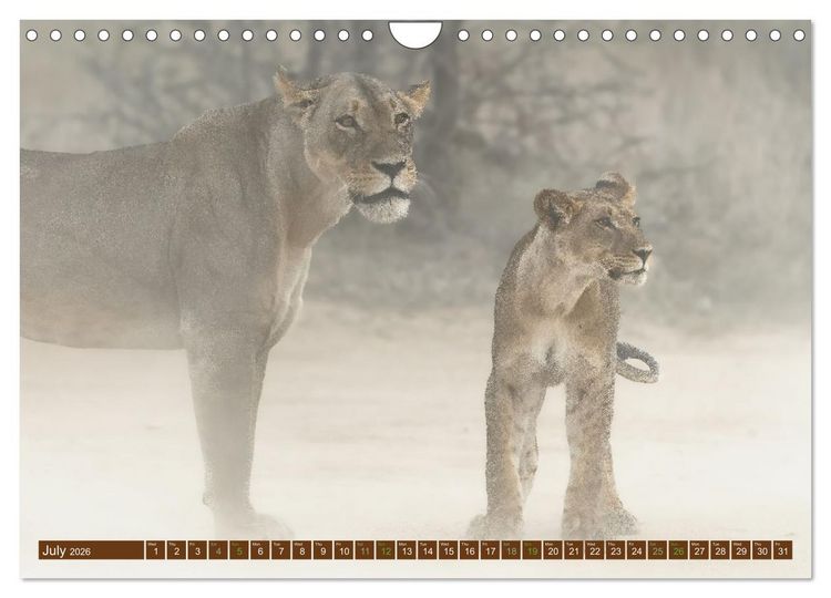 Produktbild: Lions of Southern Africa (Wall Calendar 2026 DIN A4 landscape), CALVENDO 12 Month Wall Calendar
