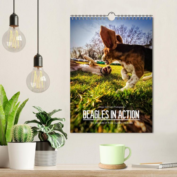 Produktbild: Beagles in action (Wall Calendar 2026 DIN A4 portrait), CALVENDO 12 Month Wall Calendar