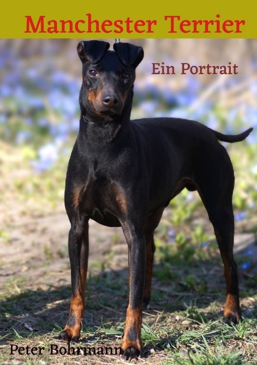 Produktbild: Manchester Terrier