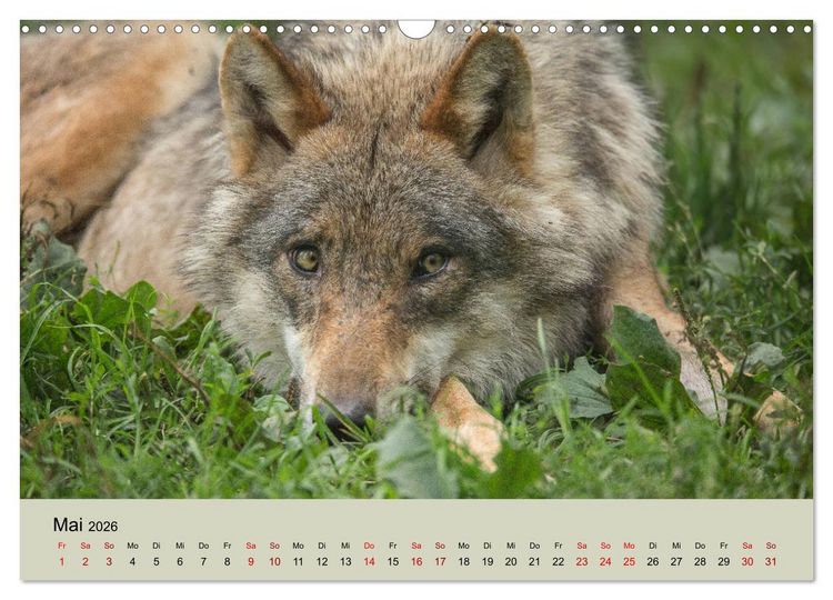 Produktbild: Wolfsrudel (Wandkalender 2026 DIN A3 quer), CALVENDO Monatskalender