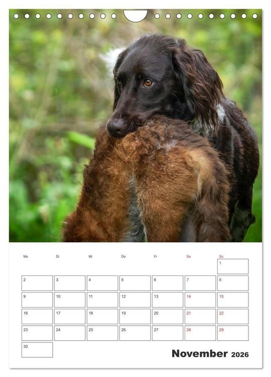 Produktbild: Geboren um zu Jagen. Der kleine M&uuml;nsterl&auml;nder (Wandkalender 2026 DIN A4 hoch), CALVENDO Monatskalender