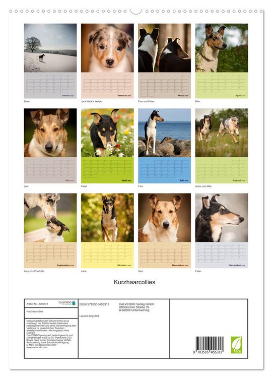 Produktbild: Kurzhaarcollies (hochwertiger Premium Wandkalender 2026 DIN A2 hoch), Kunstdruck in Hochglanz